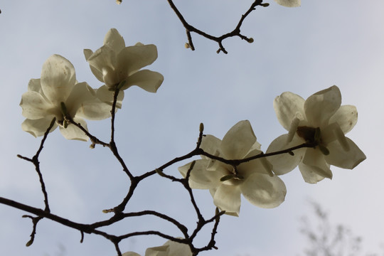 玉兰花