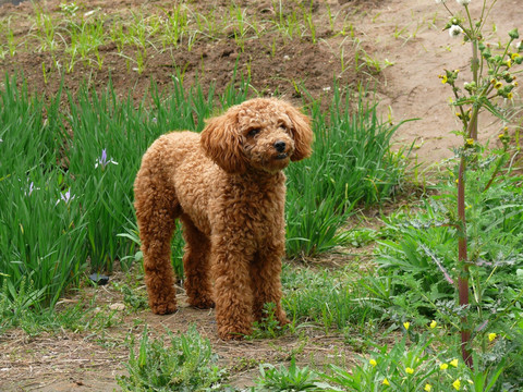 贵宾犬