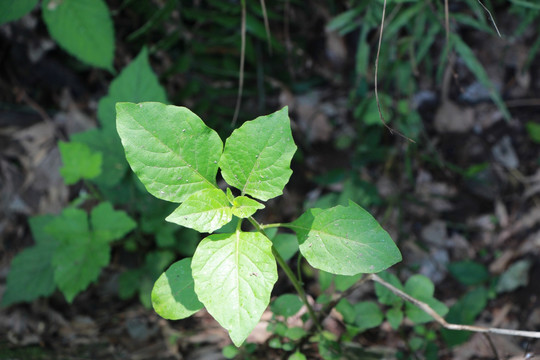 小植株