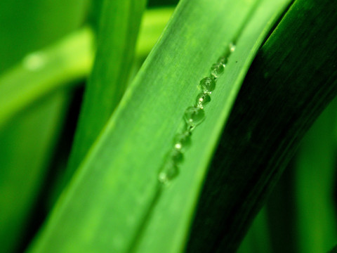 雨后带露珠的绿叶