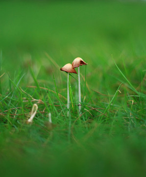 海南蘑菇