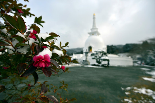 雪中茶花