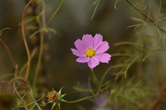 格桑花