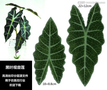 黑叶观音莲