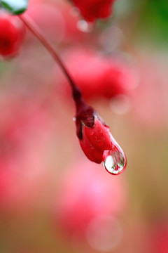 鲜花与水滴