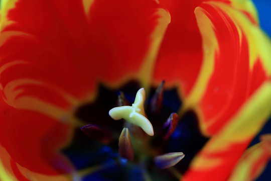 郁金香花蕊