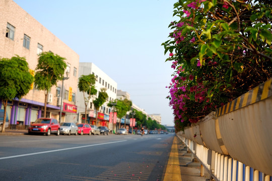 城市道路中间绿化带