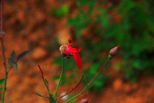 月季花 残花