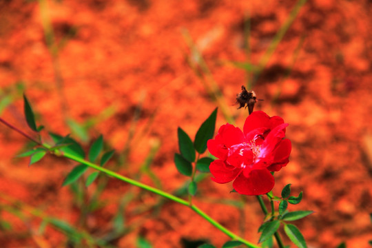月季花