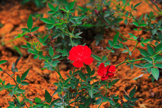 月季花