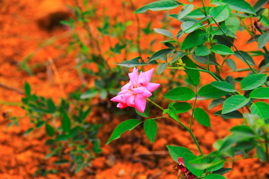 月季花