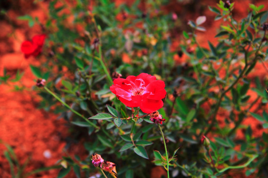月季花