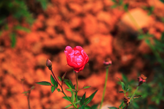 月季花