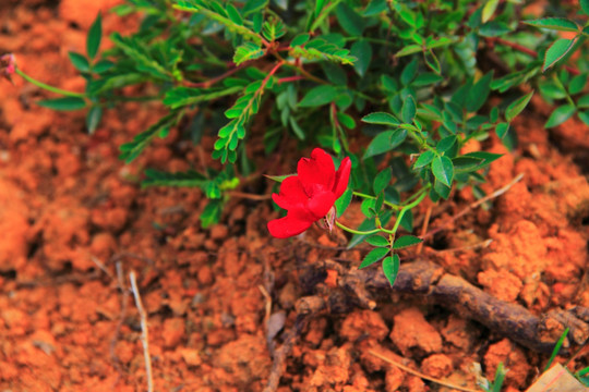 月季花