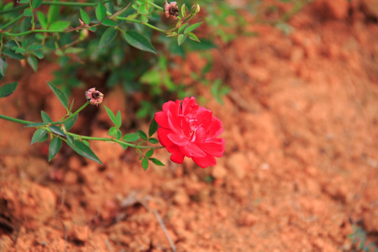 月季花
