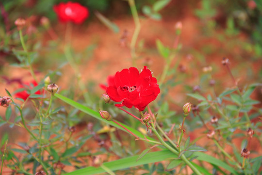 月季花