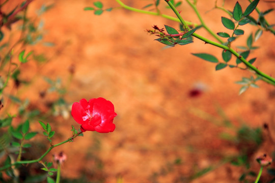 月季花