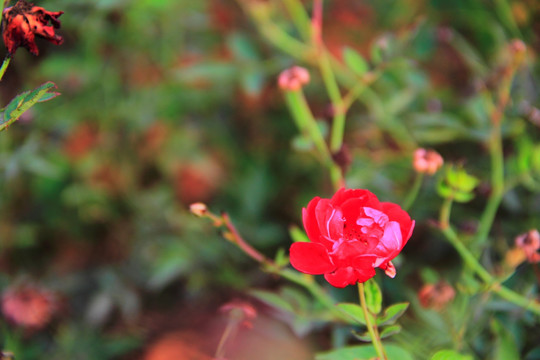 月季花