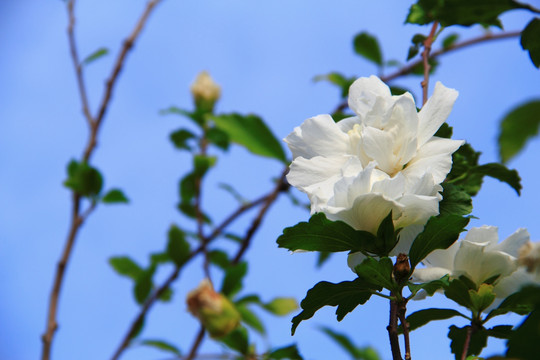 木槿花