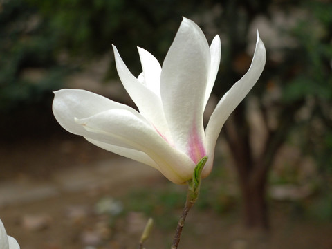 花卉 玉兰 白玉兰 花朵 花蕊