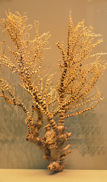 鞭柳珊瑚