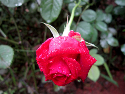 雨中玫瑰