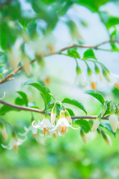 山花