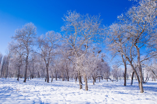 雪景 雾凇 树林