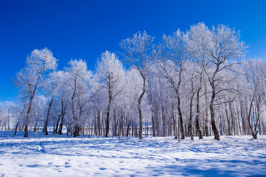 雪景 雾凇 榆树林
