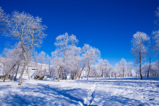 雪景 雾凇 树林