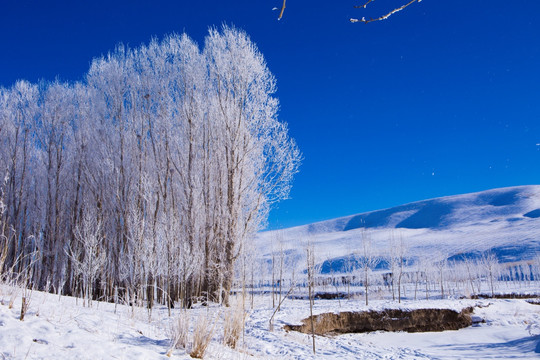雪景 雾凇 树林