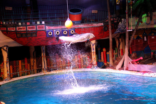 水族馆海豚表演