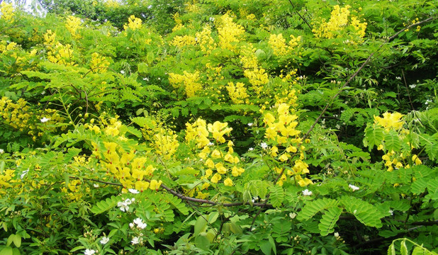 野皂角花