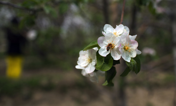 苹果花