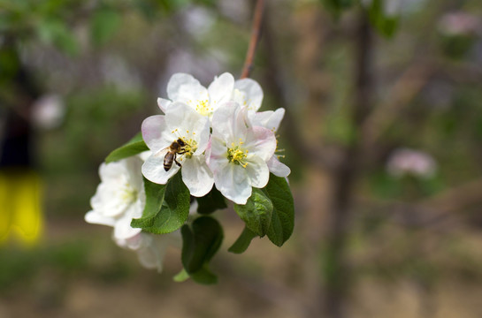 苹果花