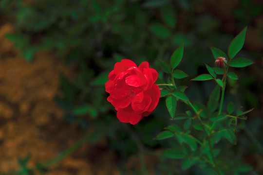 月季花
