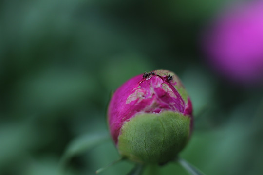 花蕾上的精灵