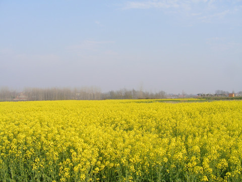 油菜花