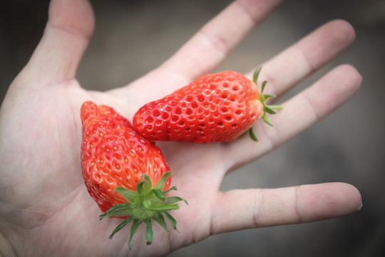 放在手心里的草莓