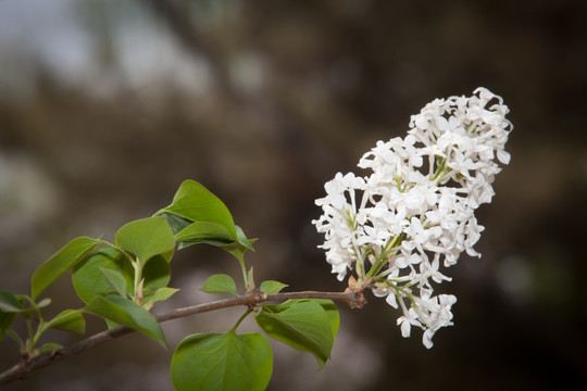 丁香花