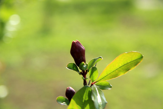 石榴花蕾