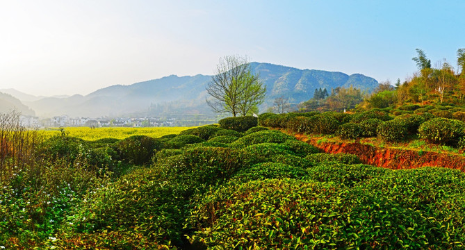 婺源槎口村山坡绿茶园清晨全景