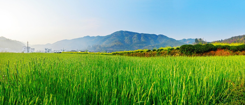 婺源槎口村山坡青苗全景