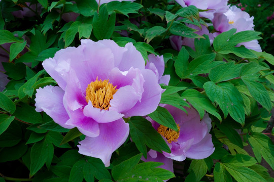 淡紫色 牡丹花