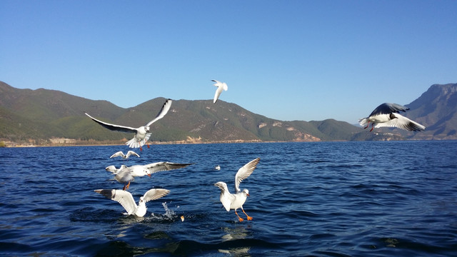 海鸥戏水