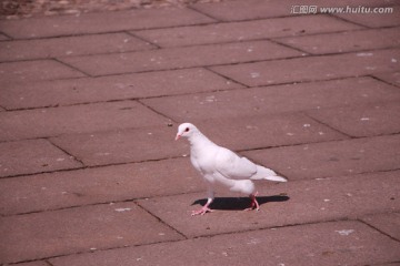 鸽子