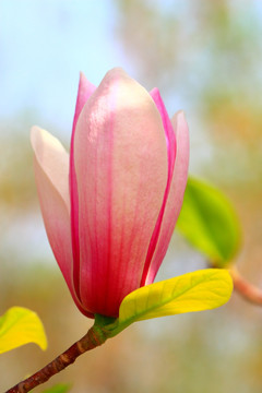 玉兰花