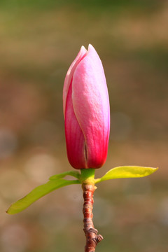 花蕊
