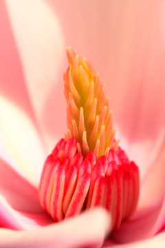 花蕊
