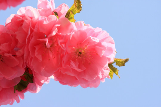 桃花